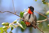 Mistletoebird